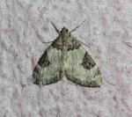 Thera vetustata