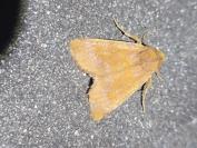 Tiliacea aurago