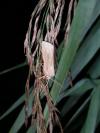 Rhizedra lutosa