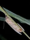 Rhizedra lutosa