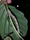 Biston betularia