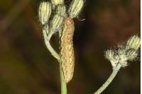 Hecatera bicolorata