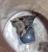 Hypena rostralis