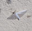 Palpita vitrealis
