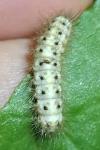 Phragmatobia fuliginosa
