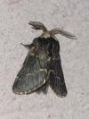 Poecilocampa populi