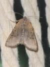 Agrochola lychnidis