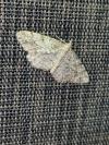 Peribatodes secundaria
