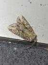 Dryobotodes eremita