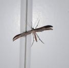 Emmelina monodactyla