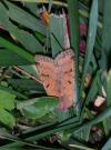 Agrochola lychnidis