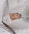 Mythimna albipuncta