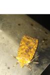 Conistra rubiginea