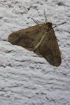 Erannis defoliaria