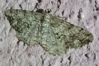 Peribatodes secundaria secundaria