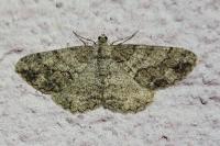 Peribatodes secundaria secundaria