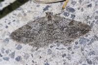 Peribatodes secundaria secundaria