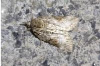 Nycteola revayana