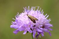 Nemophora metallica