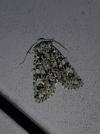 Griposia aprilina