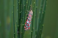 Utetheisa pulchella