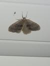 Operophtera brumata