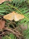 Phigaliohybernia aurantiaria