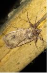 Peridroma saucia