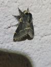 Poecilocampa populi