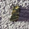 Poecilocampa populi