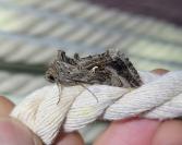 Autographa gamma