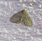Operophtera brumata