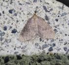 Operophtera brumata