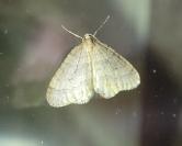 Operophtera brumata