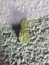 Asteroscopus sphinx