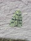 Griposia aprilina