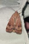 Noctua interposita
