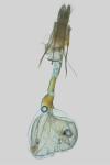 Epirrita christyi