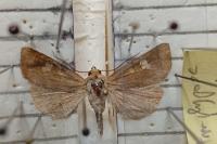 Amphipoea oculea