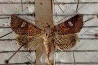 Amphipoea oculea
