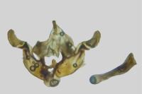 Amphipoea oculea
