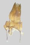 Archanara neurica
