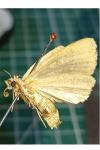 Archanara neurica
