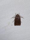 Conistra ligula