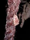 Conistra erythrocephala