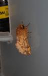 Ptilophora plumigera