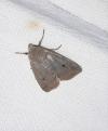Leptologia lota