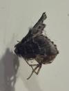 Poecilocampa populi populi