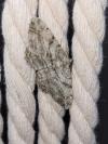 Peribatodes rhomboidaria rhomboidaria