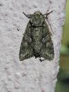 Dryobotodes eremita